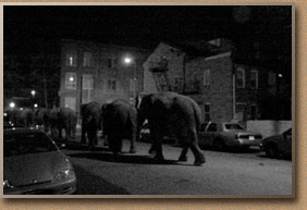 elephant, dreams