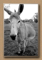 texas photos